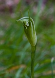 Pterostylis foliata Slender Greenhood(a)